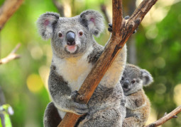 裁剪koala照片加饱和